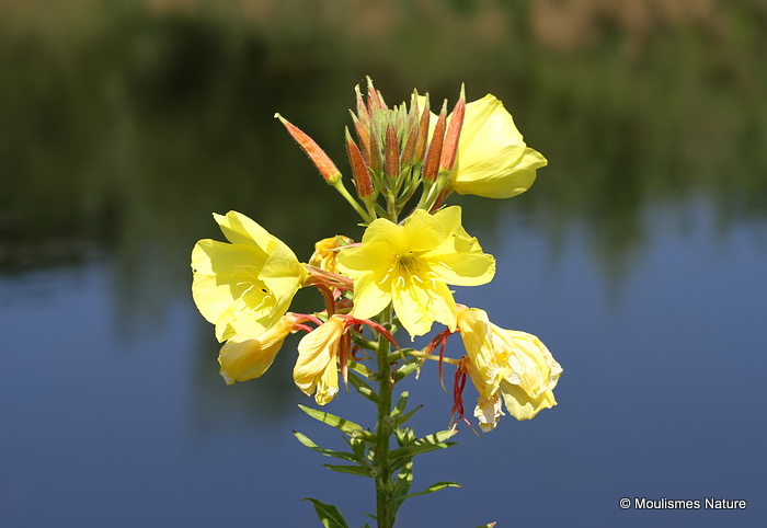 Oenothera glazioviana, Large-flowered Evening Primrose