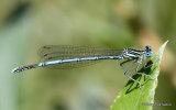 White-legged Damselfly (Platycnemis pennipes) M
