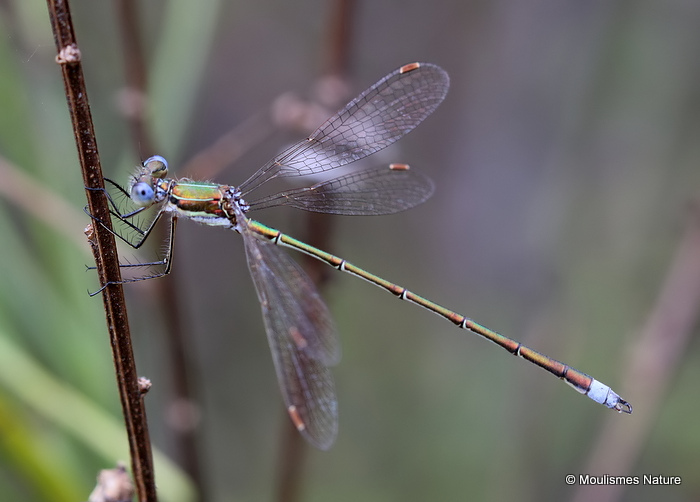 Small Emerald (Lestes virens) M