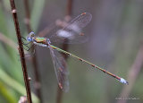 Small Emerald (Lestes virens) M