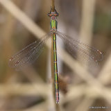 Small Emerald (Lestes virens) F