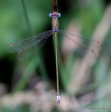 Small Emerald (Lestes virens) M