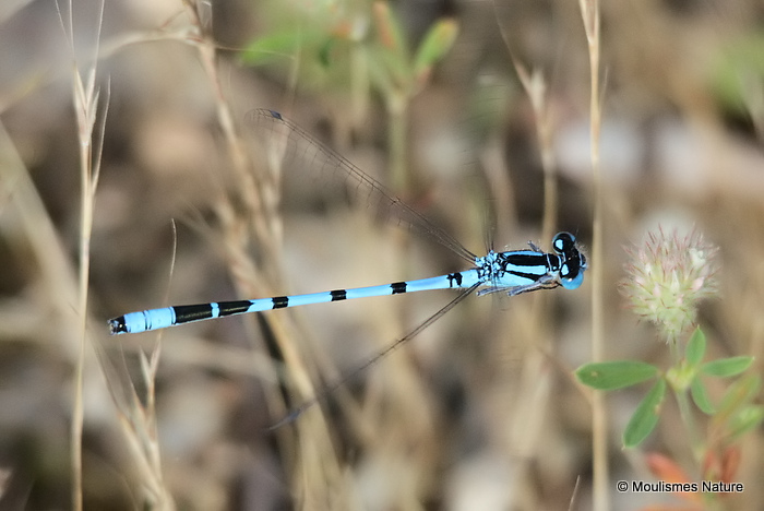 Common Blue Damselfly (Enallagma cyathigerum) M