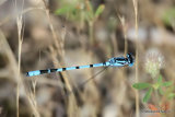 Common Blue Damselfly (Enallagma cyathigerum) M