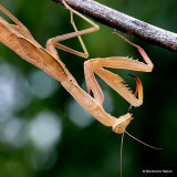 Praying Mantis (Mantis religiosa)