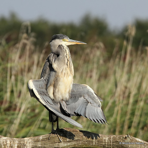 Grey Heron (Ardea cinerea) Juv, Héron cendré