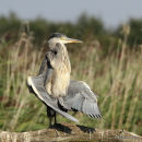 Grey Heron (Ardea cinerea) Juv, Héron cendré