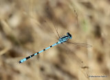 Common Blue Damselfly (Enallagma cyathigerum) M