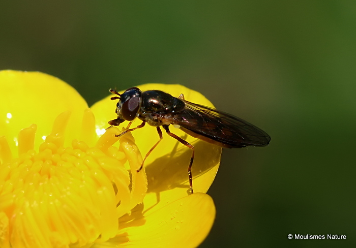 Platycheirus sp. F
