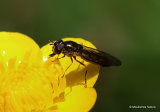 Platycheirus sp. F