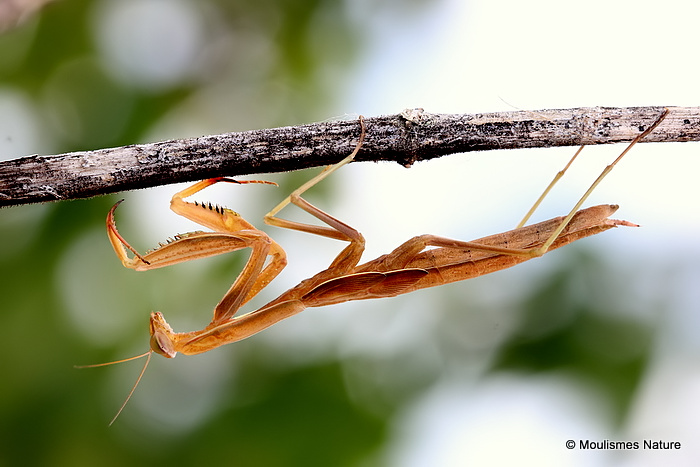 Praying Mantis (Mantis religiosa)