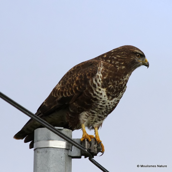 Buteo buteo