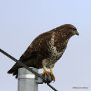 Buse variable