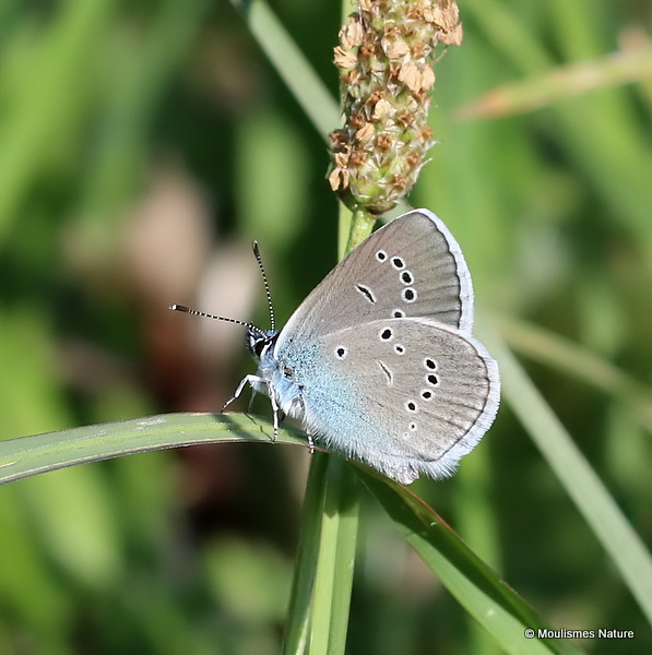 Mazarine Blue (Cyaniris semiargus) M