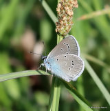 Mazarine Blue (Cyaniris semiargus) M