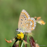 Common Blue (Polyommatus icarus) F