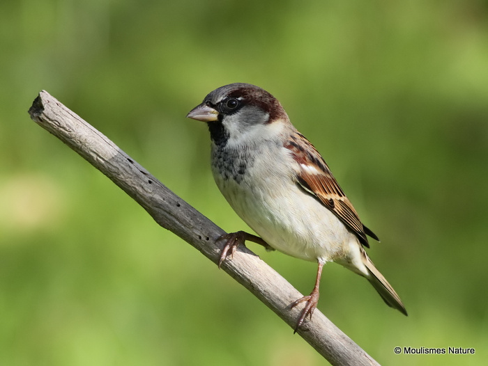 House Sparrow (Passer domesticus) M-W