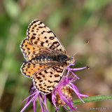 Spotted Fritillary (Melitaea didyma) F