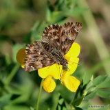 Mallow Skipper (Carcharodus alceae)