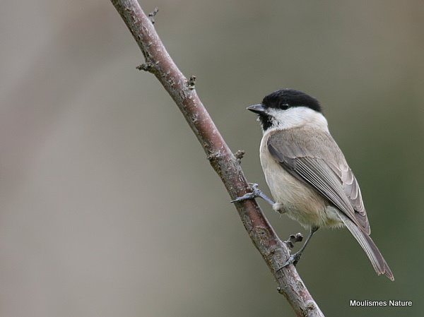 Marsh Tit (Parus palustris)