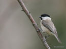 Marsh Tit (Parus palustris)