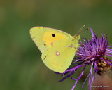 Clouded Yellow (Colias crocea), Le Souci