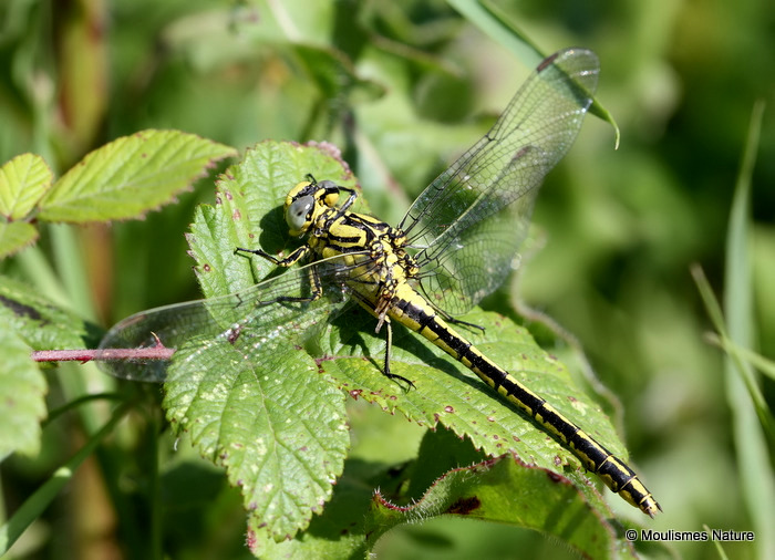 Yellow Clubtail (Gomphus simillimus) F
