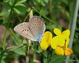 Mazarine Blue (Cyaniris semiargus) F