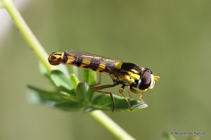 Sphaerophoria scripta (Long Hoverfly) M