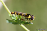 Sphaerophoria scripta (Long Hoverfly) M