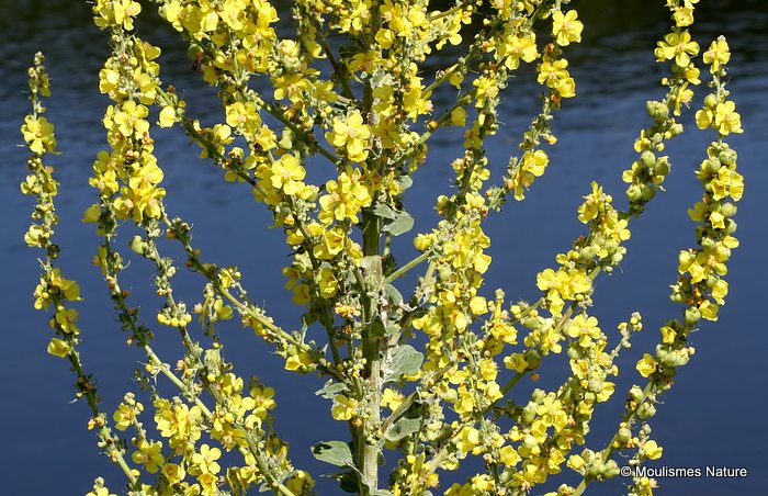 Verbascum purpureum, Hoary mullein