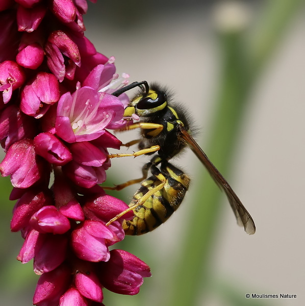 Vespula vulgaris (Common Wasp)