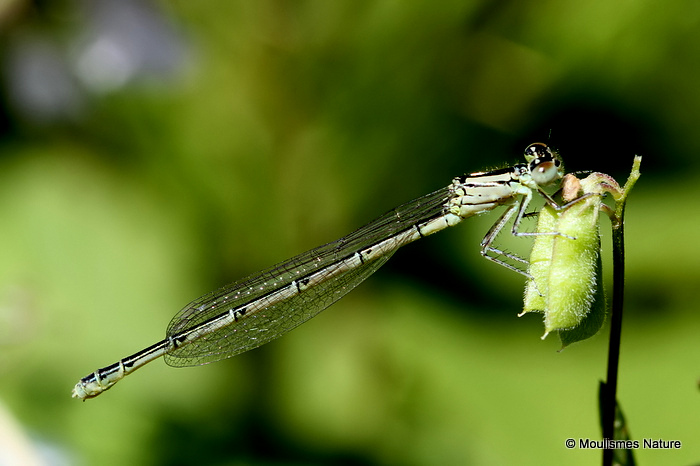 Goblet-marked Damselfly (Erythromma lindenii) F-Imm