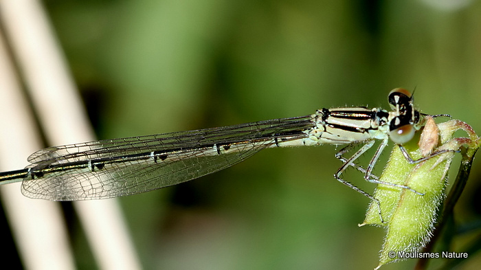 Goblet-marked Damselfly (Erythromma lindenii) F-Imm