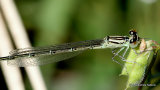 Goblet-marked Damselfly (Erythromma lindenii) F-Imm