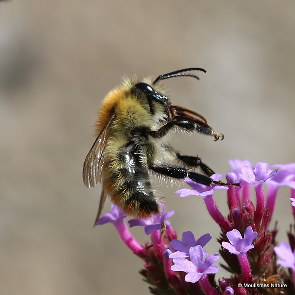 Carder-bee (Bombus) sp.