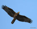 European Honey Buzzard (Pernis apivorus) Juv