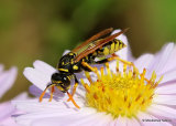 Polistes (Paper wasp) sp.