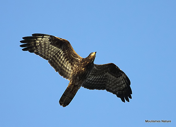 European Honey Buzzard (Pernis apivorus) Juv