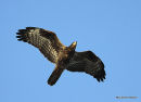 European Honey Buzzard (Pernis apivorus) Juv