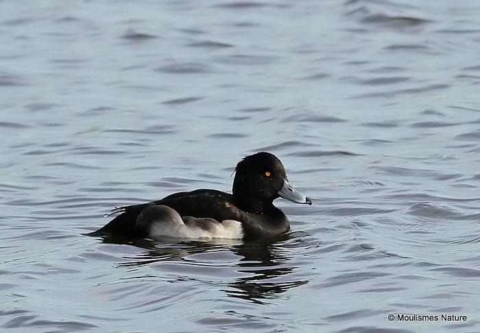 Tufted Duck (Aythya fuligula) M