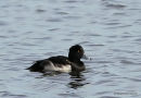 Tufted Duck (Aythya fuligula) M