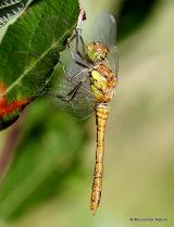 Common Darter (Sympetrum striolatum) M-Imm