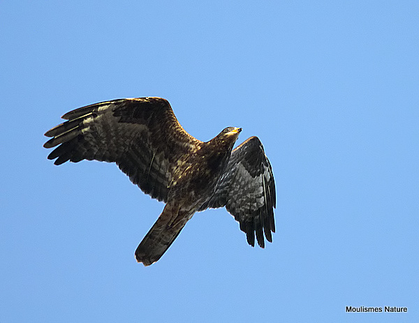 European Honey Buzzard (Pernis apivorus) Juv