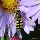 Eupeodes corollae F