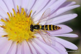 Sphaerophoria scripta (Long Hoverfly) F