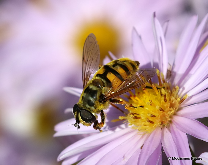 Myathropa florea F