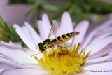 Sphaerophoria scripta (Long Hoverfly) F