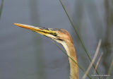 Purple Heron (Ardea purpurea) Juv, Héron pourpré
