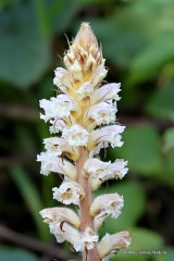 Orobanche sp, Broomrape sp.